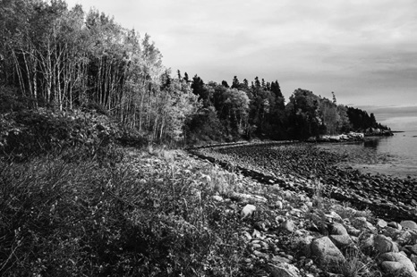 October Splendor BW - NHP196BW October Splendor BW - NHP196BW